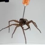 Scientists Are Turning Lifeless Spiders Into Zombie Robots And It's Creepy AF