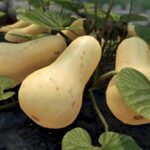 Skyrim modder squashes boring vegetation with cornucopia of alarmingly sensible, 3D-scanned gourds
