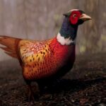 Lore-friendly Skyrim mod fixes its most evident realism error: The pheasants
